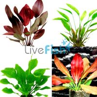 5x Assorted Echinodorus Swords - Emerse