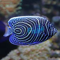 Emperor Angelfish - Medium 