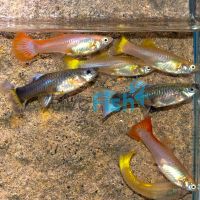 20x Assorted Female Guppy