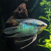 Festivum Cichlid 5cm