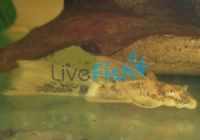 L/F Marble Bristlenose Catfish 3cm