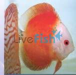 Red Melon Discus 5cm