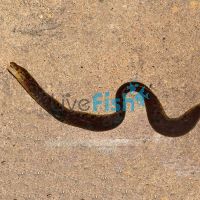 Freshwater Tiger Moray Eel 20cm