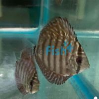 Galaxy Turquoise Discus - IP Discus 5cm