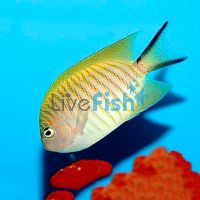 Female Black Spot Angelfish - Medium