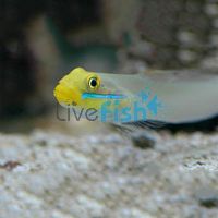 Gold Head Sleeper Goby MED