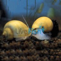 Gold Mystery Snail MED