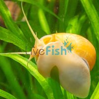 Gold Mystery Snail LGE