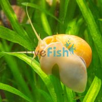 10x Gold Mystery Snail