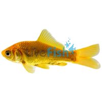 Golden Comet Goldfish 5cm