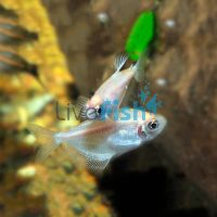 Golden Flame Tetra 3cm