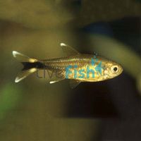 Silvertip Tetra 3.5cm