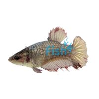 Female Halfmoon Betta 4cm