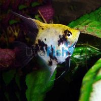 Koi Angelfish 4.5cm