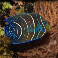 Koran Angelfish - Medium Juvenile