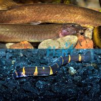 Loach Package