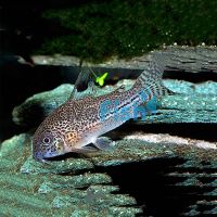 Julii Corydoras 3.5cm - Leopard