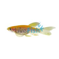 Longfin Gold Zebra Danio 4cm