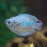Male Coral Blue Dwarf Gourami 5cm