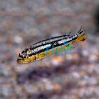 Auratus 3.5cm