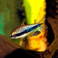 Emperor Tetra 3cm
