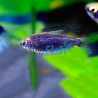 Black Emperor Tetra 3cm