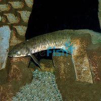 Australian Lungfish 12-15cm