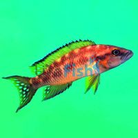 Neolamprologus Buescheri 4cm