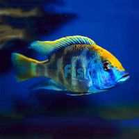 Venustus 10cm 