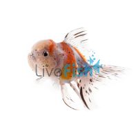 Calico Oranda 7cm