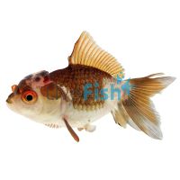 Multi Colour Oranda 9cm