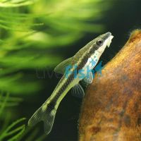 10x Otocinclus Catfish 3.5cm