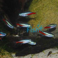 10x Neon Tetra 2cm