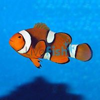 Percula Onyx Clownfish MED