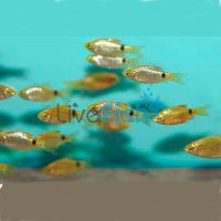 30x Rosy Barb 2cm