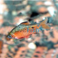 Male Rosy Barb 5cm