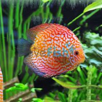 Pigeon Checkerboard Discus 5cm
