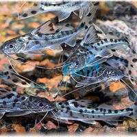 Pictus Catfish 7cm