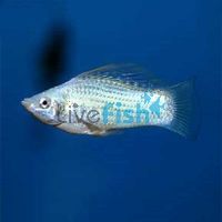 Lyretail Silver Molly 5.5cm