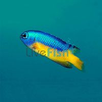 Goldbelly Damselfish MED