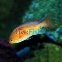 Peach Anthias - Medium