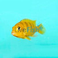 Lombardoi 4cm