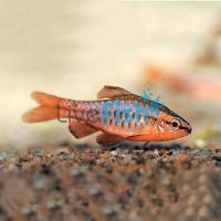 Cherry Barb 3cm 