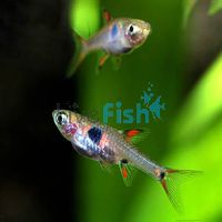 50x Maculata Rasbora 1cm