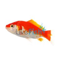 Comet Red & White 9cm