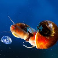 10x Red Ramshorn Snail