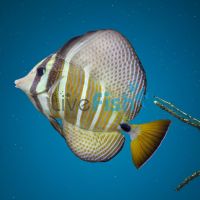 Sailfin Tang MED