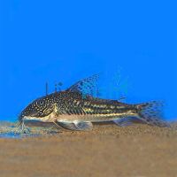 Barbatatus Corydoras 3cm