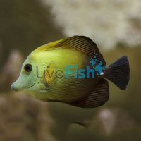 Tang Scopas MED