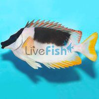 Magnificent Rabbitfish - Large